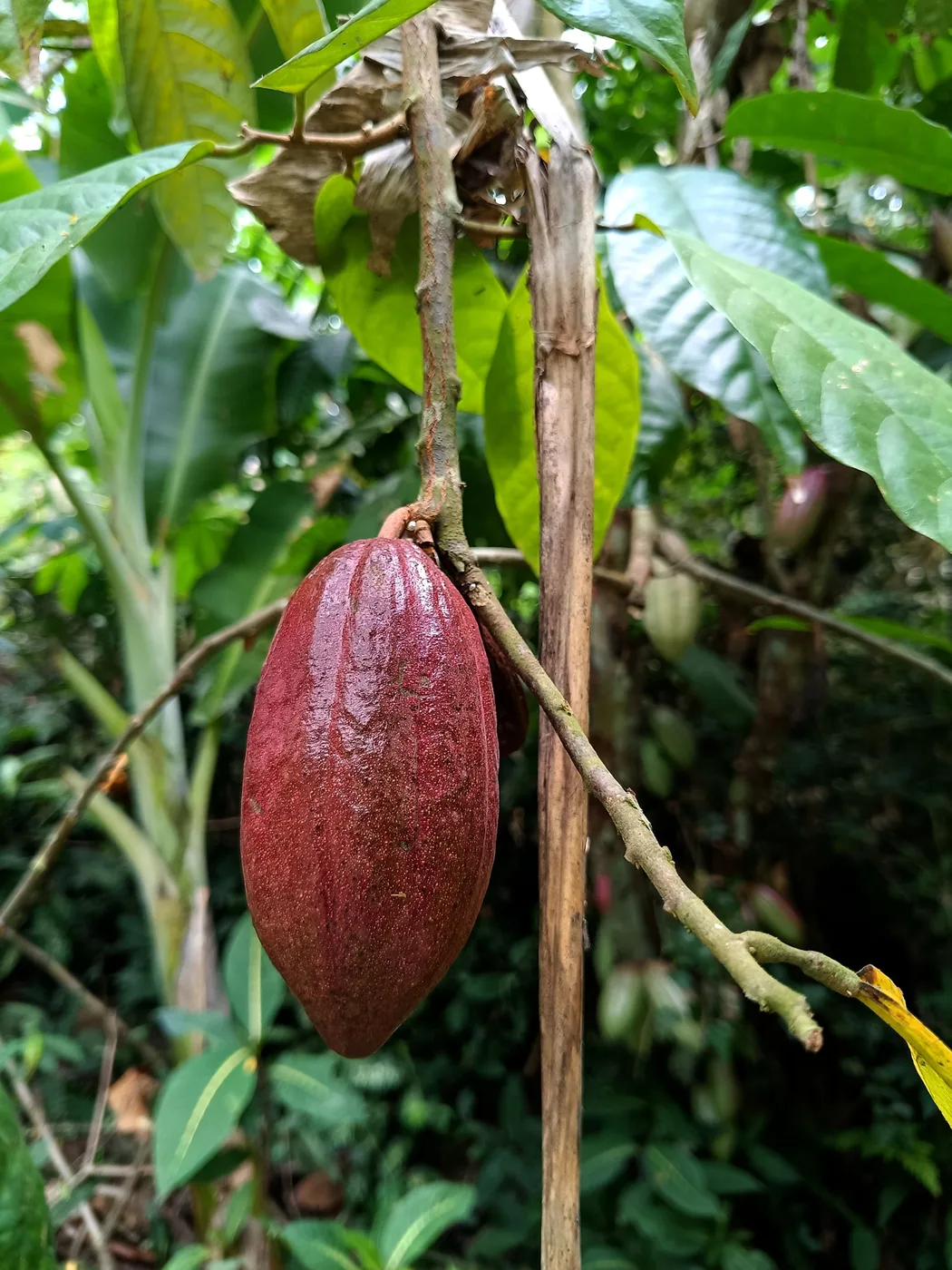 Fruto de cacau no pé