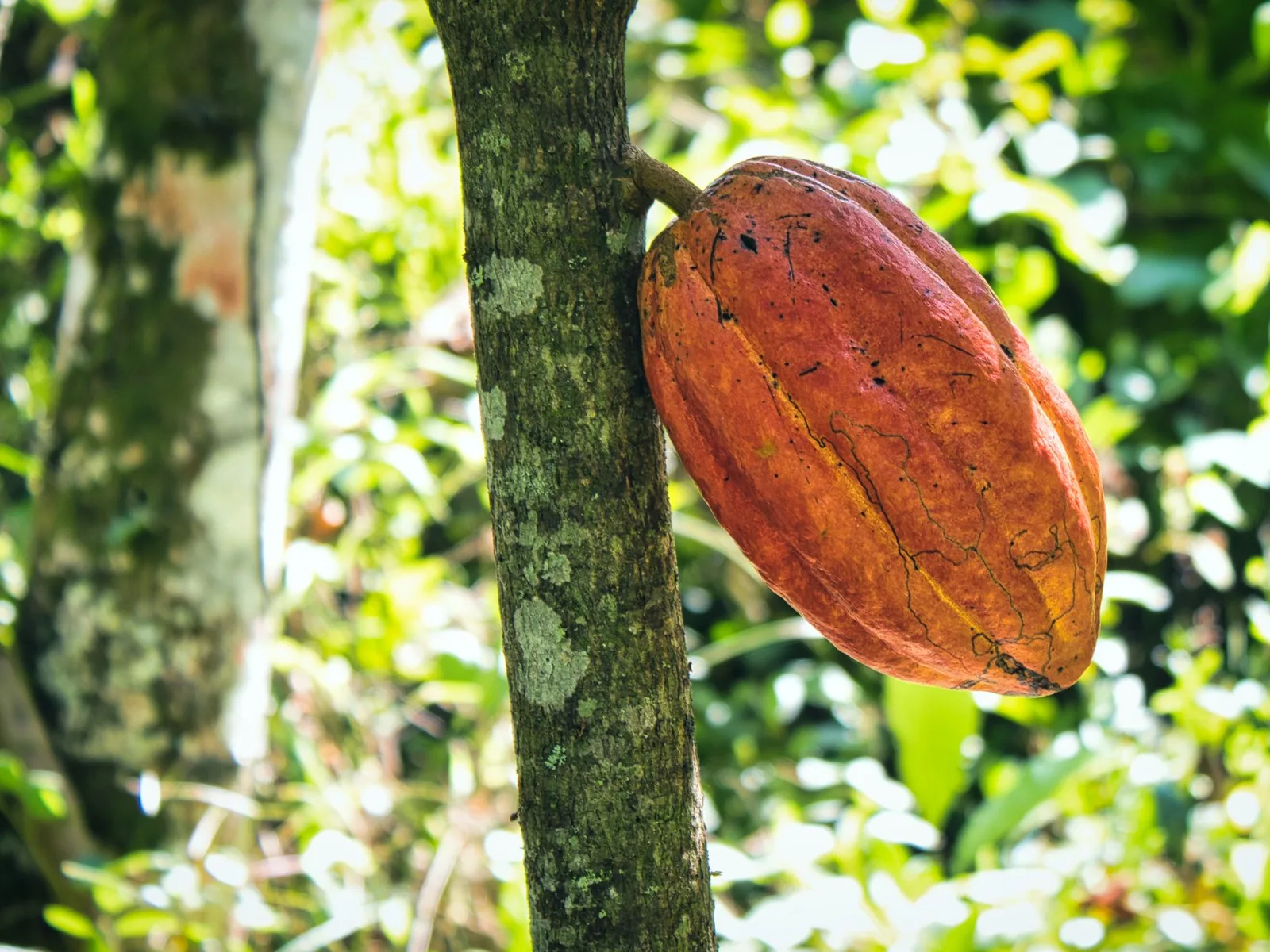 Fruto de cacau (imagem ilustrativa de banco; não identifica a cepa CCN 51)