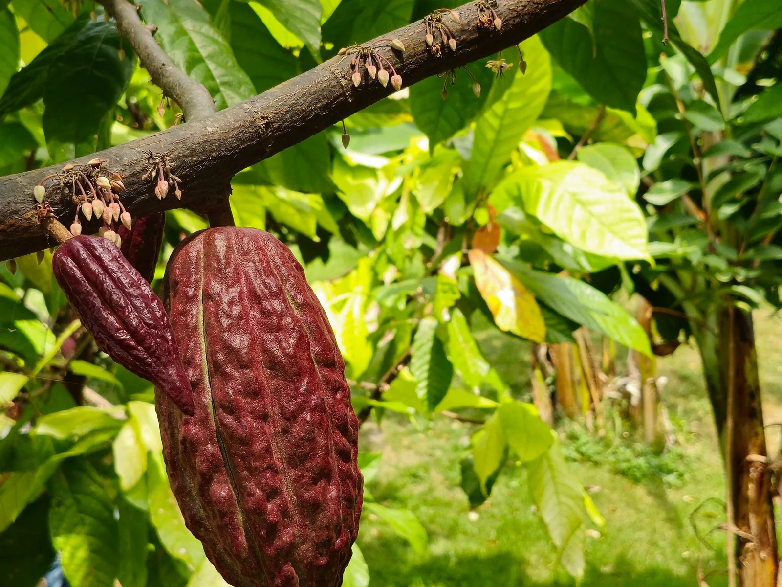 Fruto de cacau (imagem ilustrativa de banco; não identifica a cepa CCN 10)