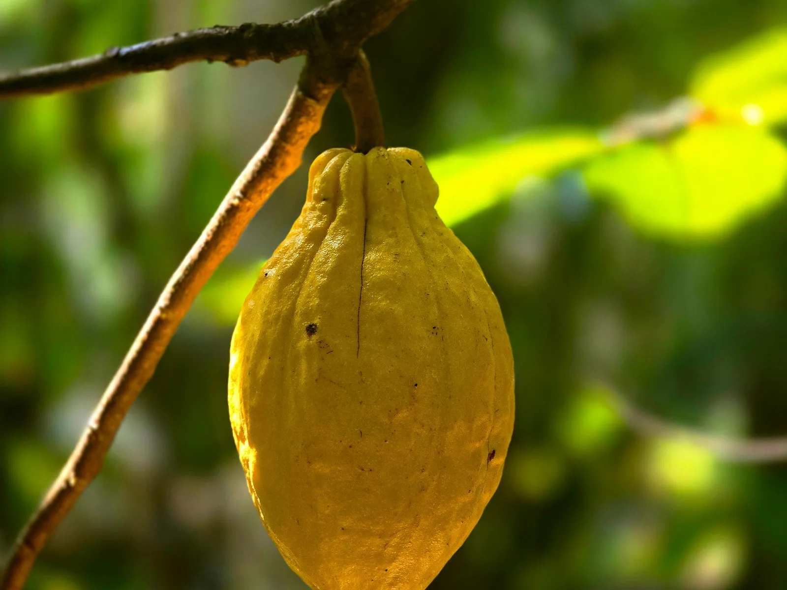 Fruto de cacau (imagem ilustrativa de banco; não identifica a cepa PS 1319)