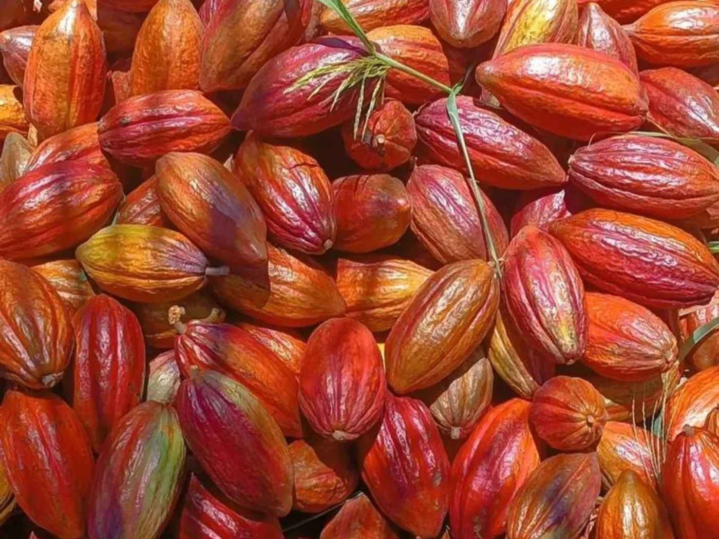 Frutos de cacau colhidos, em várias cores