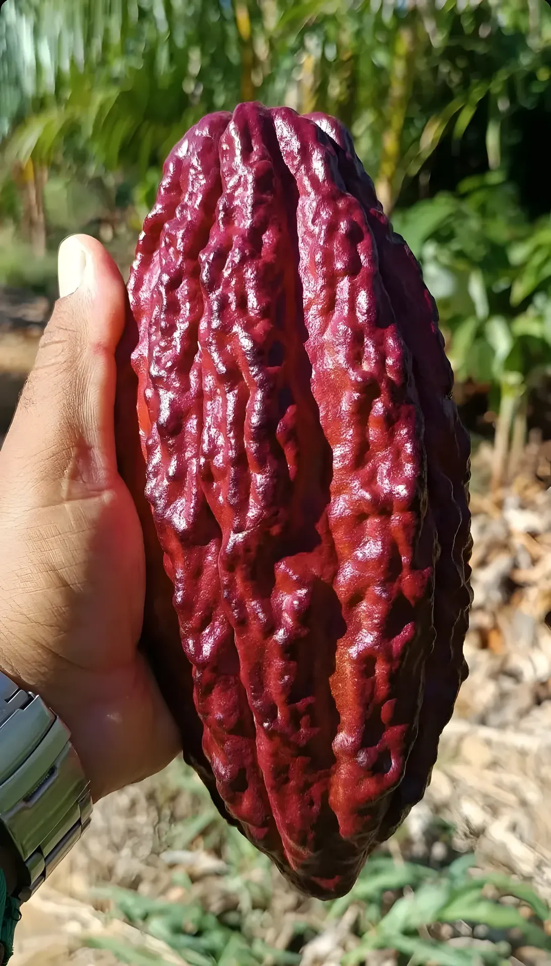 Fruto de cacau maduro colhido na fazenda