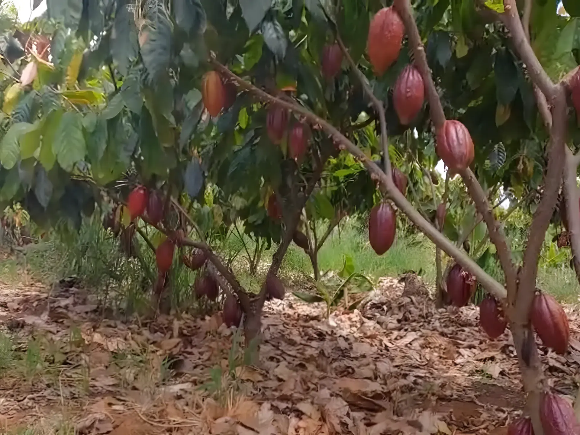 Fileiras de cacau irrigado com bananeiras